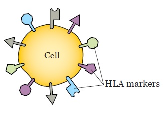 Human leukocyte antigen (HLA) typing