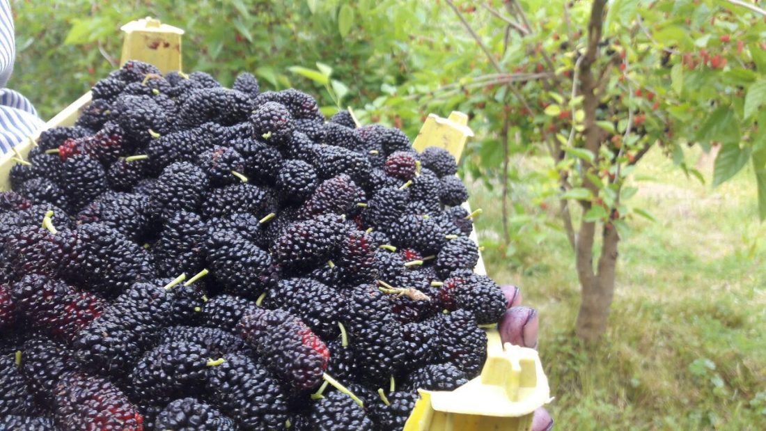 خواص خوردنیهای سیاه