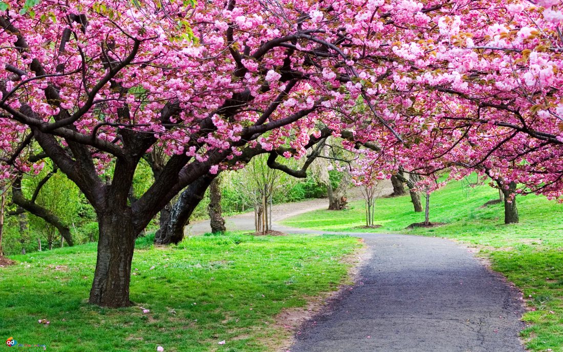 علت سردرد،کسالت و خواب آلودگی درفصل بهار